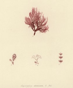 İngiliz Deniz Yosunu (doğa baskılı) by English School